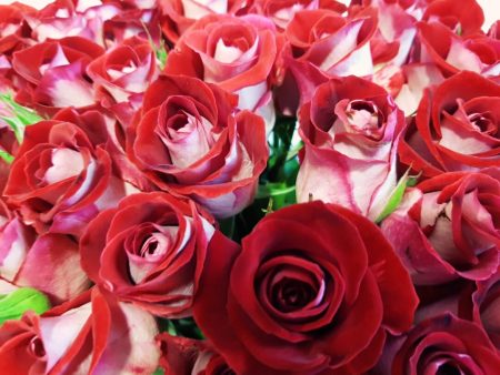 Люксор 60 см