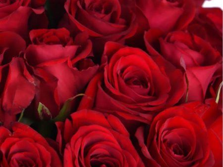 Ред Игл 80см