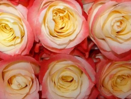 Кабаре 80-100см