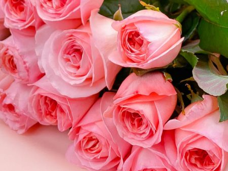 Розовая роза 50 см