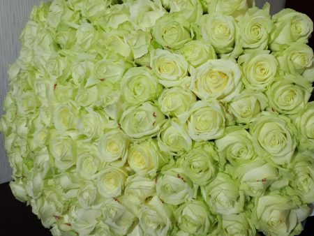 Аваланч 70-80см