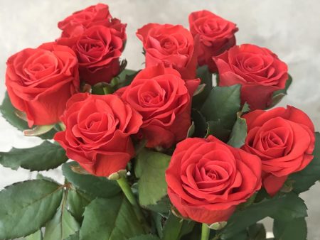 Эльторо 50см