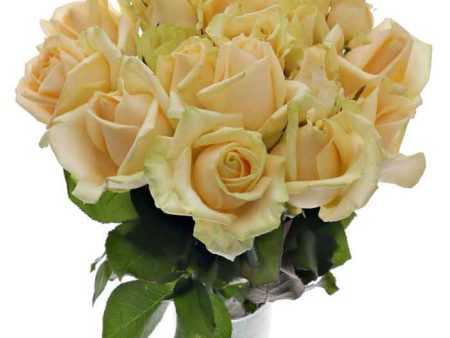 Пич Аваланч 50см