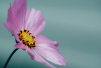 aaron-burden-11U6h85yJ9U-unsplash